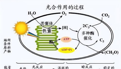 这是一个很巧妙的关键词组合,它利用了生的这个词的双关含义,既指生育(出生)也指在赛场上被‘生吞活剥’被打爆)下面是一篇结合了这两个含义的文章 这是一个很巧妙的关键词组合,它利用了生的这个词的双关含义,既指生育(出生)也指在赛场上被‘生吞活剥’被打爆)下面是一篇结合了这两个含义的文章